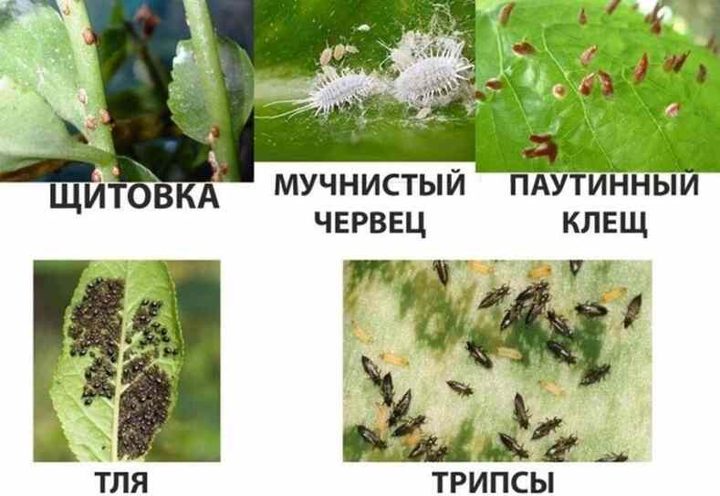 Итоги работы Минсельхоза Кыргызстана в сфере карантина растений